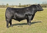 an1207angus011